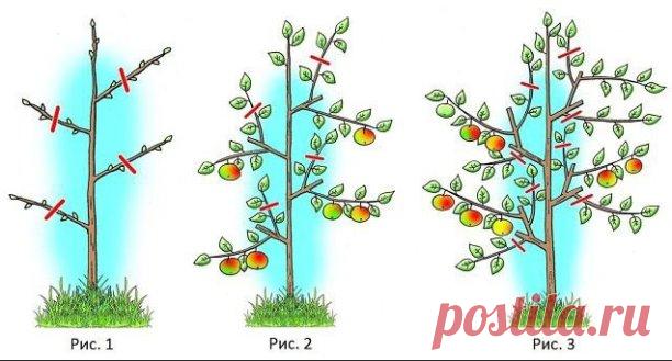 Правильная обрезка колоновидных деревьев 

Колоновидное дерево в период вегетации за первый год вырастает примерно на 40 см. От активного роста вверх не зависит плодоношение, поэтому обязательно нужно проводить обрезку.

 Важно учитывать, что закладка почек происходит по всему древу (даже на стволе), поэтому наличие большого числа боковых ветвей будет отбирать много питательных веществ, которые могли бы пойти на формирование плодов.

Схема формирования колоновидных:
 1-й г...