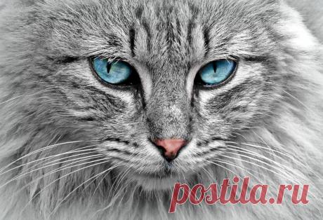 Кошка Анималистический Портрет Кошачья - Бесплатное фото на Pixabay