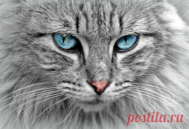 Кошка Анималистический Портрет Кошачья - Бесплатное фото на Pixabay