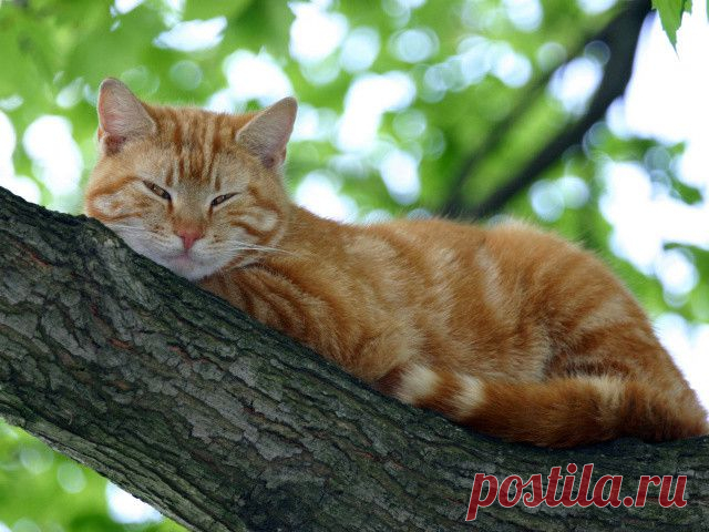 Рыжая кошка в доме — это кусочек солнышка!