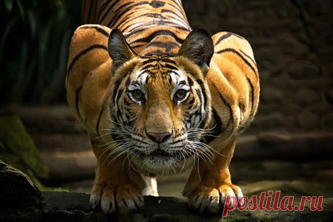 Тигры и их дикий животный магнетизм в 20 фотографиях