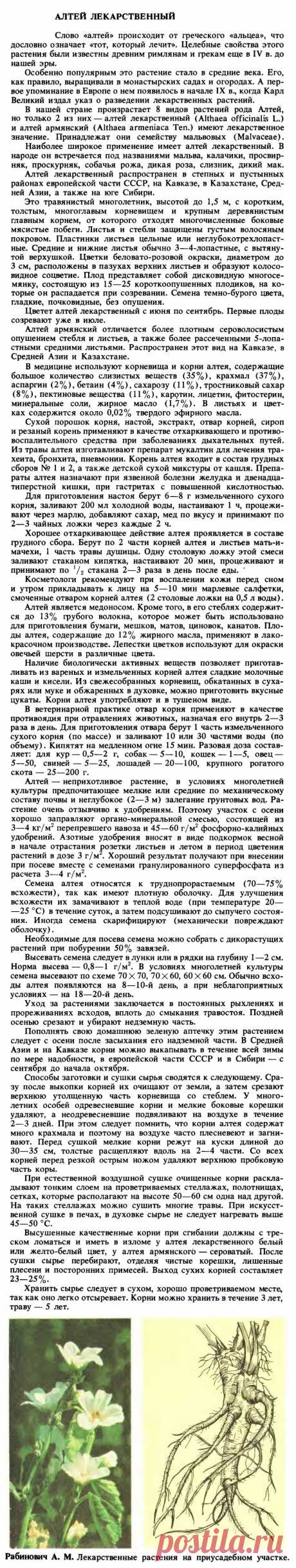 Алтей лекарственный