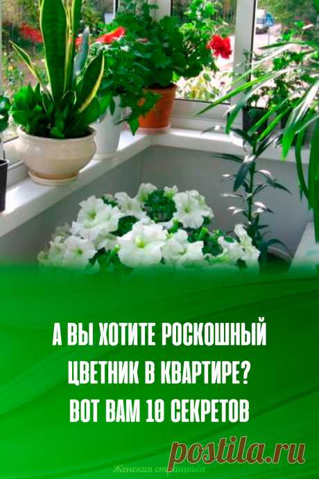 А вы хотите роскошный цветник в квартире? Вот вам 10 секретов