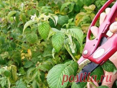 КАК ПРАВИЛЬНО ОБРЕЗАТЬ МАЛИНУ ВЕСНОЙ, ЛЕТОМ И ОСЕНЬЮ 

Регулярная обрезка малины – важный момент в уходе за этой культурой. 
Чтобы ягодный куст стремительно разрастался и давал богатый урожай, при 
обрезке нужно учесть все тонкости процесса. О них мы и расскажем в 
статье. Летнюю малину начинают обрезать во время посадки саженца: побеги
 укорачивают до 50 см. После чего куст обрезают несколько раз за сезон. 
Обрезка малины весной 
Обычно весеннюю обрезку малины проводят в ...