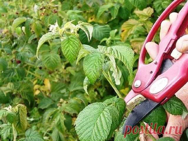 КАК ПРАВИЛЬНО ОБРЕЗАТЬ МАЛИНУ ВЕСНОЙ, ЛЕТОМ И ОСЕНЬЮ 

Регулярная обрезка малины – важный момент в уходе за этой культурой. 
Чтобы ягодный куст стремительно разрастался и давал богатый урожай, при 
обрезке нужно учесть все тонкости процесса. О них мы и расскажем в 
статье. Летнюю малину начинают обрезать во время посадки саженца: побеги
 укорачивают до 50 см. После чего куст обрезают несколько раз за сезон. 
Обрезка малины весной 
Обычно весеннюю обрезку малины проводят в ...