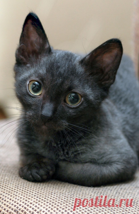 Мой кот