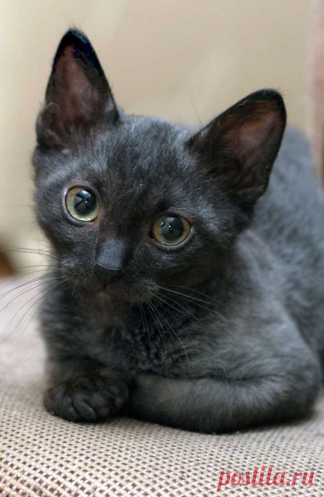 Мой кот