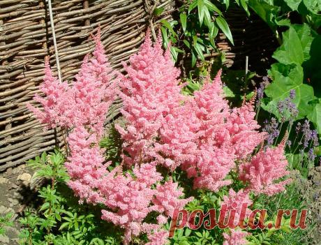 Как превратить обычную астильбу на даче в роскошно цветущий куст | Наталья Кудрявцева | Яндекс Дзен