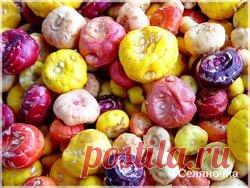 И доживут клубнелуковицы до весны » Селяночка - портал для фермеров, сельское хозяйство, животноводство, птицеводство, пчеловодство, земледелие, рыбоводство, грибоводство, форум фермеров