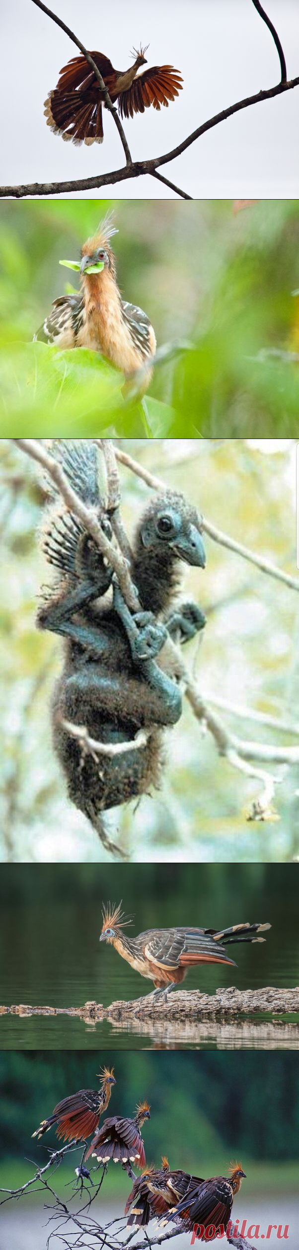 Гоацин: Самая вонючая и отвратительная птица | Книга животных | Яндекс Дзен