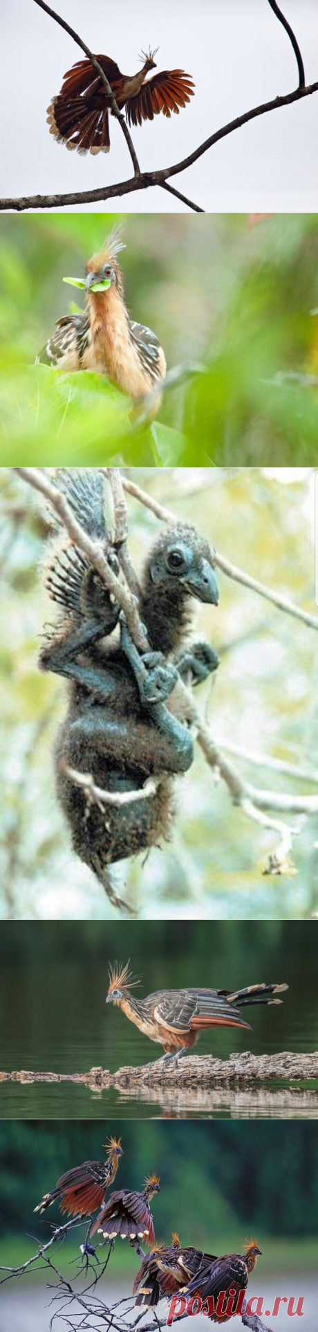 Гоацин: Самая вонючая и отвратительная птица | Книга животных | Яндекс Дзен