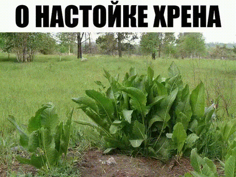 Хрен – единственное растение, способное вытягивать соль через поры кожи. 
СДЕЛАЙТЕ – НЕ ПОЖАЛЕЕТЕ! 
Избавиться от всей соли, которая накопилась в организме и может привести к солевым болезненным отложениям, помогут листья хрена.. 
Напоминаю проверенный и безотказный рецепт. 
Возьмите свежие крупные листья хрена – 2 шт. Перед сном окуните их с двух сторон кипяток и сразу положите на спину, захватывая шею. Обвяжите тканью. Возможно легкое жжение, но боли нет. 
Утром осторожно снимите листья – если