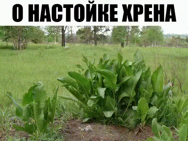Хрен – единственное растение, способное вытягивать соль через поры кожи. 
СДЕЛАЙТЕ – НЕ ПОЖАЛЕЕТЕ! 
Избавиться от всей соли, которая накопилась в организме и может привести к солевым болезненным отложениям, помогут листья хрена.. 
Напоминаю проверенный и безотказный рецепт. 
Возьмите свежие крупные листья хрена – 2 шт. Перед сном окуните их с двух сторон кипяток и сразу положите на спину, захватывая шею. Обвяжите тканью. Возможно легкое жжение, но боли нет. 
Утром осторожно снимите листья – если