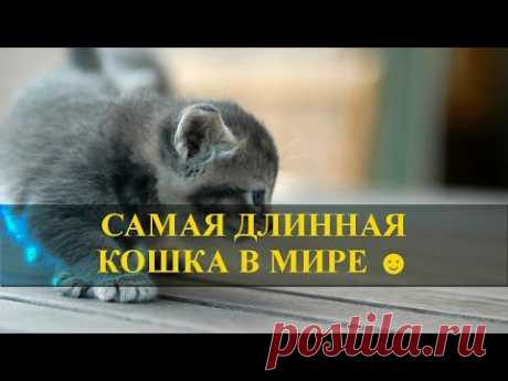 Самая длинная кошка в мире ☺☺☺ - YouTube