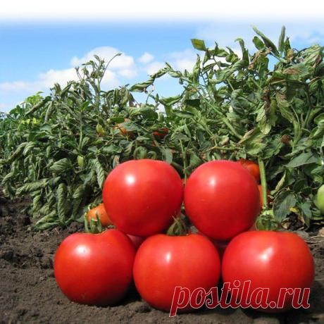 Советы любителям томатов