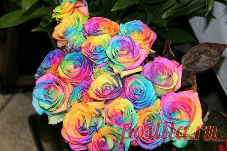 Радужные розы 650 тенге цветок