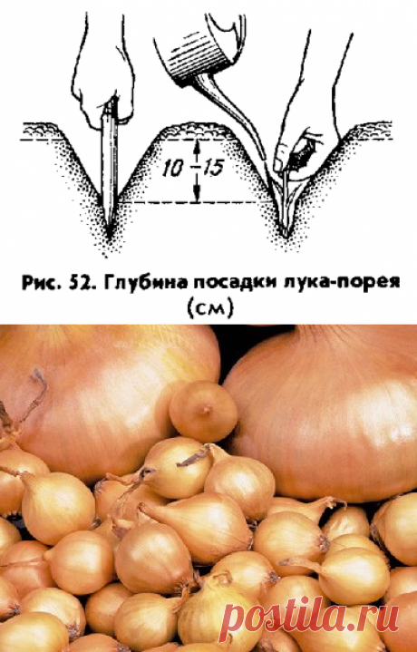 Выращивание лука на грядке своими руками