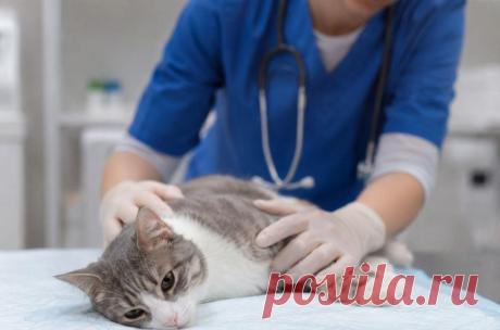 🐱🚑 Обструкция мочевыводящих путей у кошек — опасное состояние, которое может развиться стремительно и угрожать жизни питомца. В статье рассказываем о причинах, тревожных симптомах, лечении и профилактике заболевания 🩺💧

Узнайте, как вовремя распознать проблему и защитить здоровье своей кошки ❤️

#Кошки#ЗдоровьеКошек#Ветеринар#МочекаменнаяБолезнь#УходЗаКошками#ветеринарнаяклиника
Изображение от ChatGPT