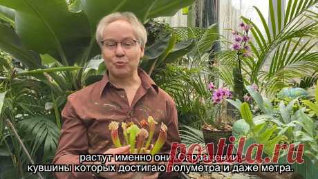 Весна в Саду Души - Саррацения!