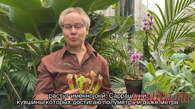 Весна в Саду Души - Саррацения!