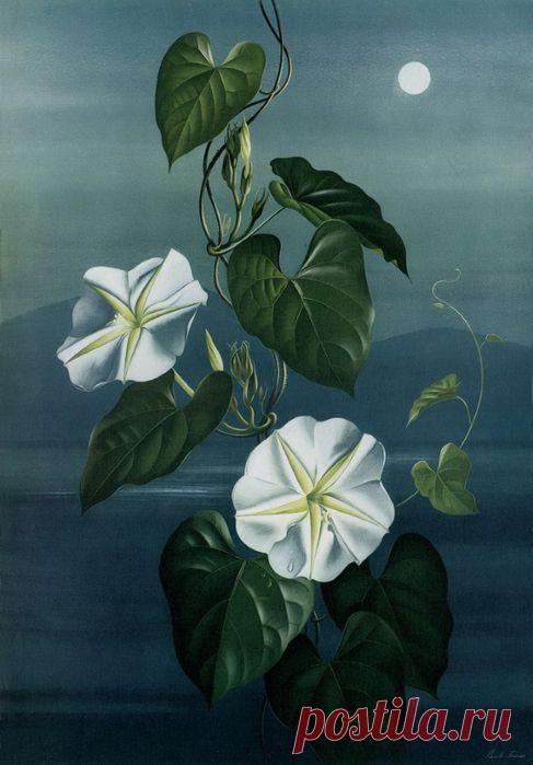 Акварельные рисунки цветов от Paul Jones.