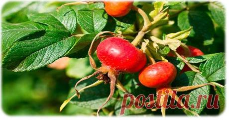 Шиповник: польза и вред для здоровья организма