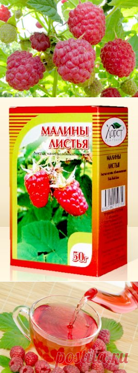 Малина - лечебные свойства, применение в народной медицине.