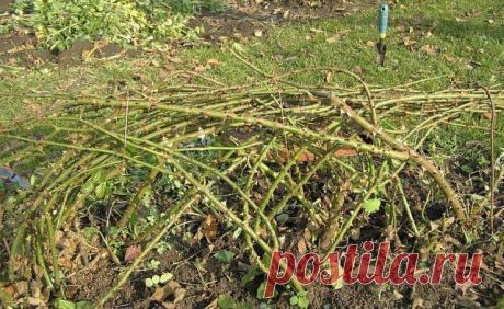 Грамотная подготовка роз к зиме | РОЗЫ