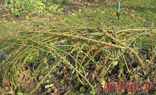 Грамотная подготовка роз к зиме | РОЗЫ