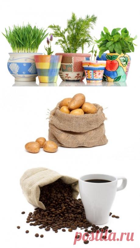 УДОБРЕНИЯ ДЛЯ КОМНАТНЫХ ЦВЕТОВ ИЗ ТОГО, ЧТО ЕСТЬ НА КУХНЕ