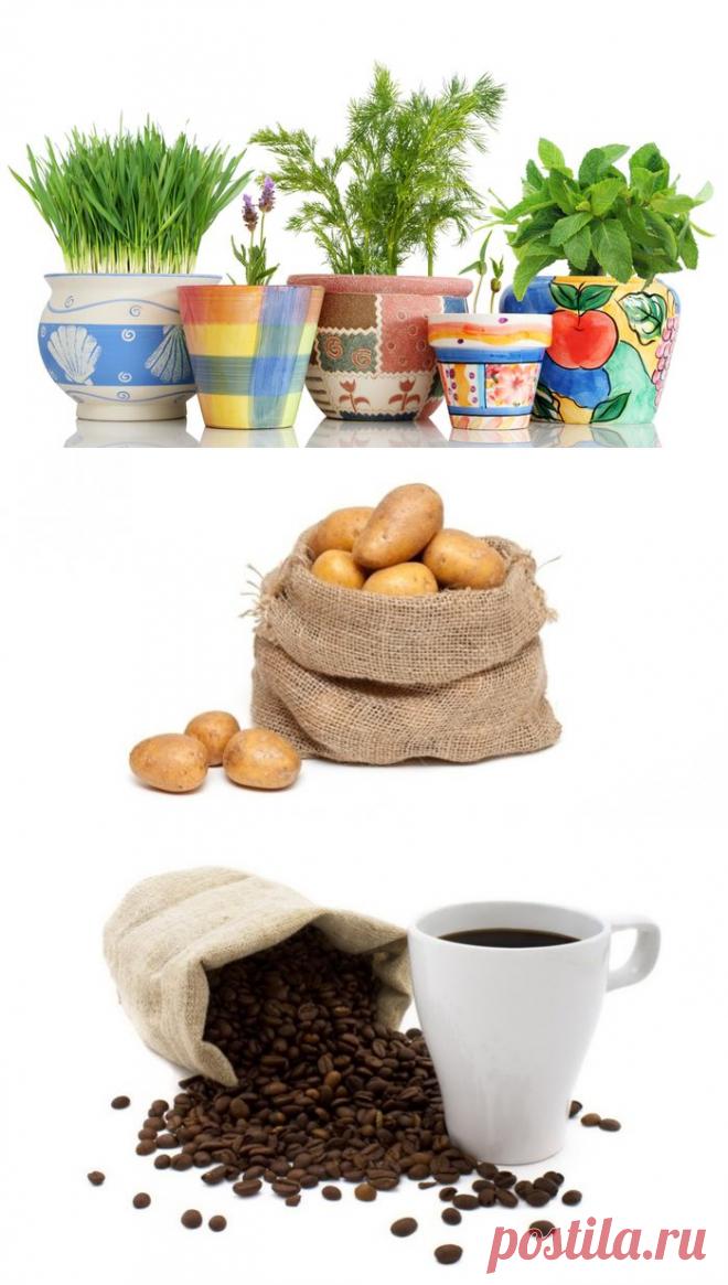 УДОБРЕНИЯ ДЛЯ КОМНАТНЫХ ЦВЕТОВ ИЗ ТОГО, ЧТО ЕСТЬ НА КУХНЕ