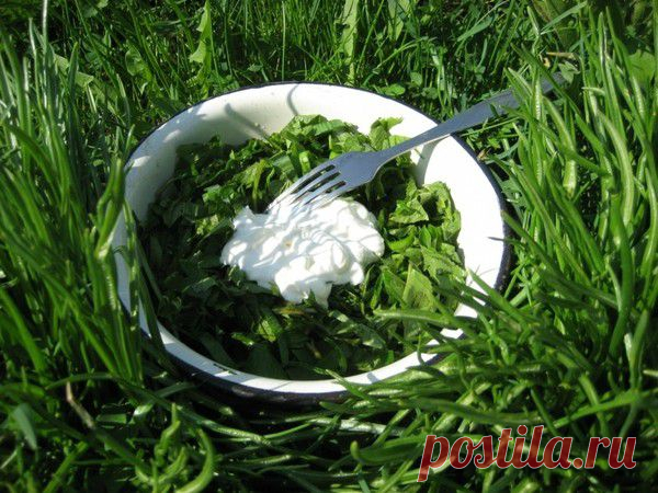 Сорняки на тарелке - готовим весеннюю зелень