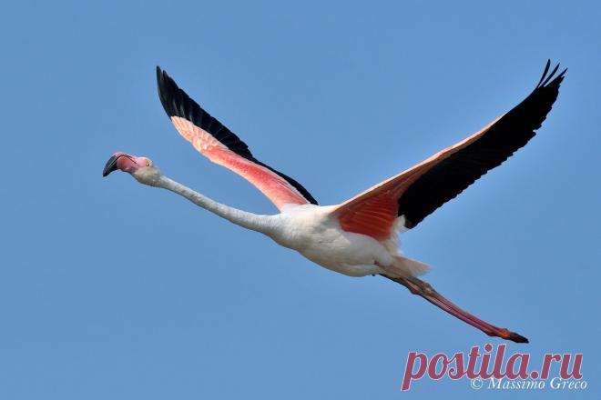 Fenicottero rosa o fenicottero maggiore (Phoenicopterus roseus) Explore Massimo Greco *'s photos on Flickr. Massimo Greco * has uploaded 8305 photos to Flickr.