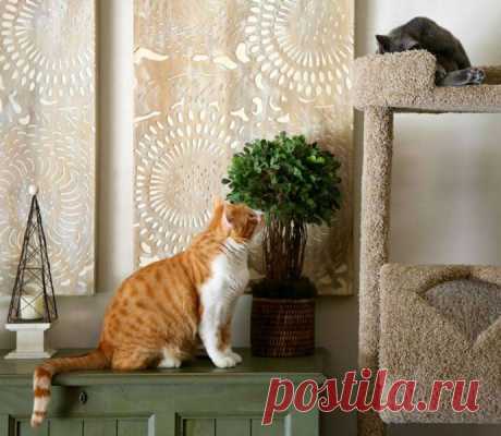 Кот с рулоном от скотча на шее… Что может быть печальнее? К счастью, жизнь Валентина сейчас совсем другая