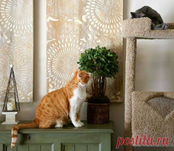 Кот с рулоном от скотча на шее… Что может быть печальнее? К счастью, жизнь Валентина сейчас совсем другая