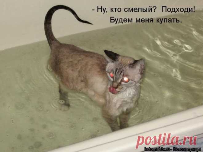 Подбор картинок с кошками — Трикки — тесты для девочек