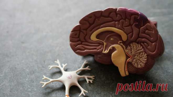 Названы продукты, даже разовый прием которых нарушает кровоток в мозге JNP: даже один жирный прием пищи может нарушить кровоток в мозге.