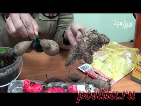 Как проращивать георгины Размножение георгин черенками.