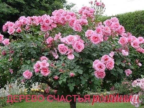 Дерево счастья.