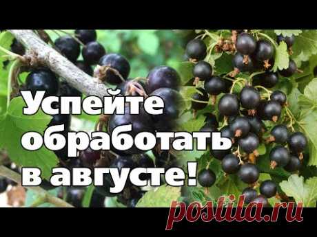 СМОРОДИНА ПОСЛЕ СБОРА УРОЖАЯ. Обработки от вредителей и болезней