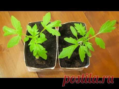 Рассада помидор 🍅 ПОШАГОВО! ЭТО поможет сберечь нервы, силы, время и будет ХОРОШИЙ урожай томатов!