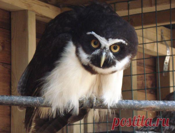Очковая сова | www.zoo-ekzo.ru - Продажа экзотических животных
