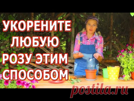 Укоренить любую розу! Надежный способ! Работает для роз осенью!