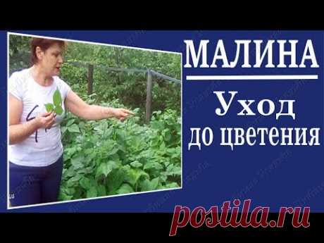 Уход за малиной весной.