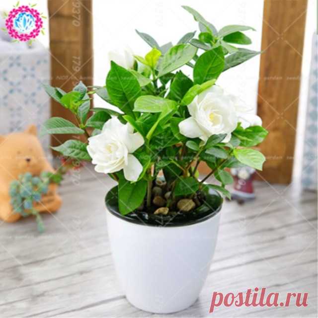 2 шт. Гардения jasminoides луковицы бонсай цветок очень ароматные цветы белый плащ Жасмин душистый цветок для дома комнатных растений купить на AliExpress