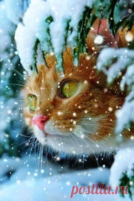 Вера Карелина – Google+