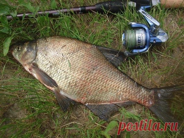 Снасть для ловли леща Изготавливая снасть для ловли леща, следует помнить, что, во-первых, крупный лещ это довольно сильная рыба, и второе – лещ очень осторожен. Исходя из этих условий, и монтируют снасть. Леску для поводка подбирают так - толщина лески должна выдерживать сопротивление крупного леща и быть максимально тонкой. Крючок берут небольшого размера, лучше тонкий. Крючок подбирают под наживку. Если предполагается использовать в качестве насадки хлеб или тесто, крючок берут с коротким…