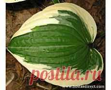 Hostas в Pinterest