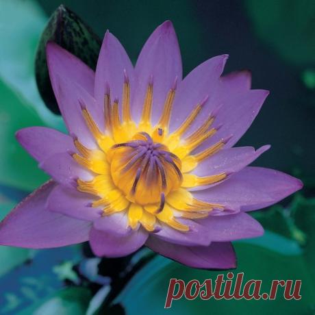 Фото Без названия. Альбом Кувшинки и Лотосы - 117 фото. Фотографии Ольга Дудина.