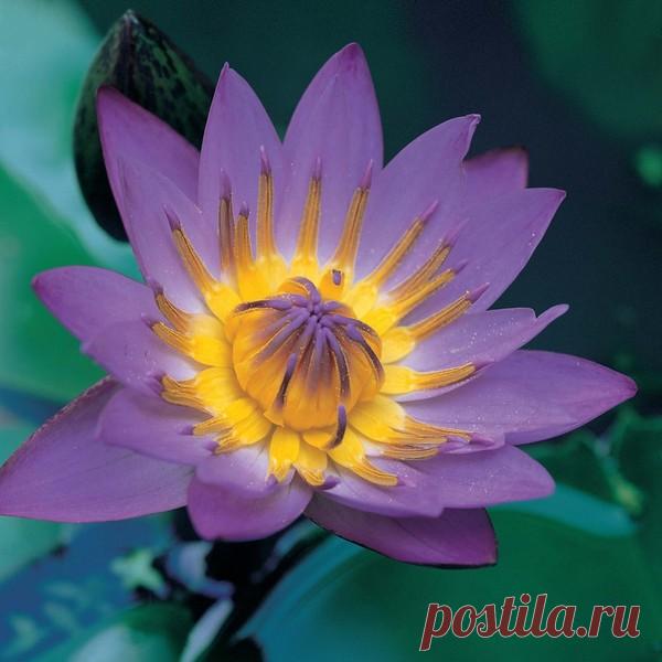 Фото Без названия. Альбом Кувшинки и Лотосы - 117 фото. Фотографии Ольга Дудина.